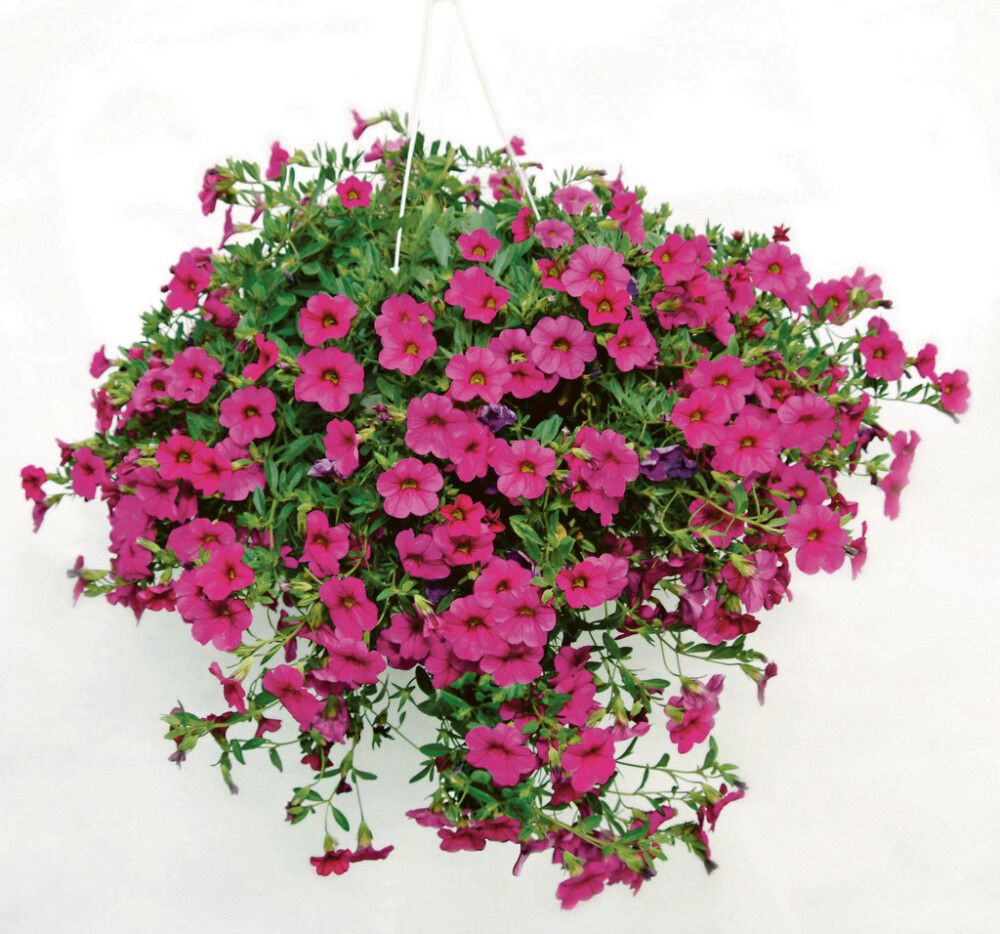 Kesäkukka amppeli P23