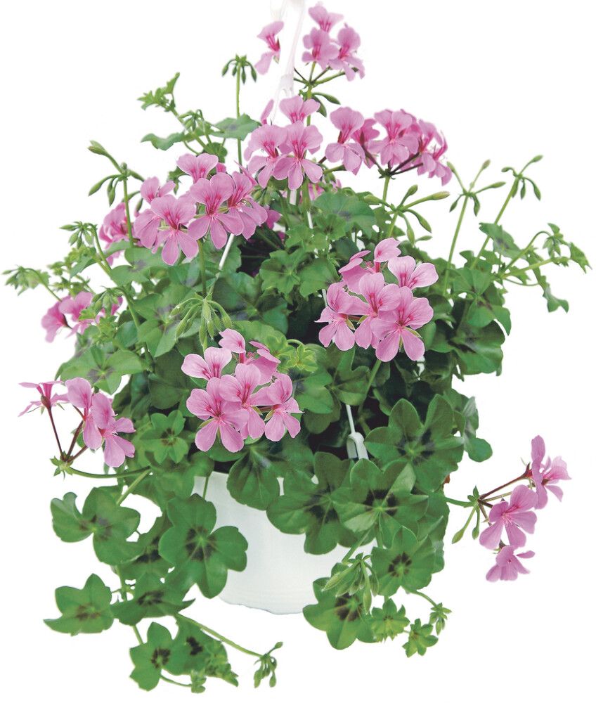 Kesäkukka amppeli P23