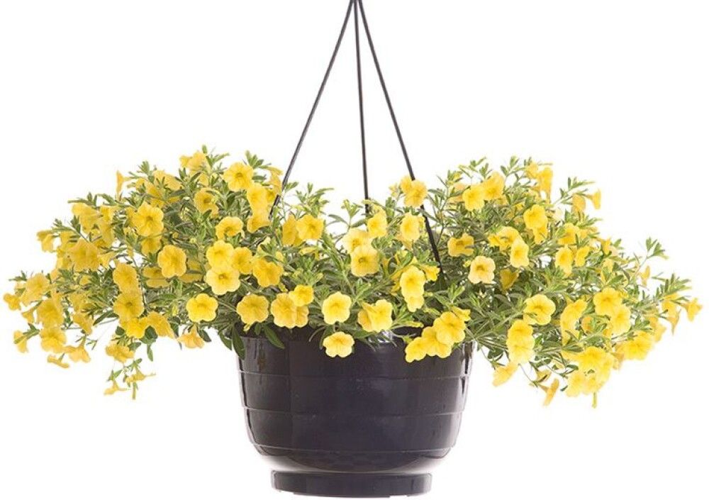 Kesäkukka amppeli P23