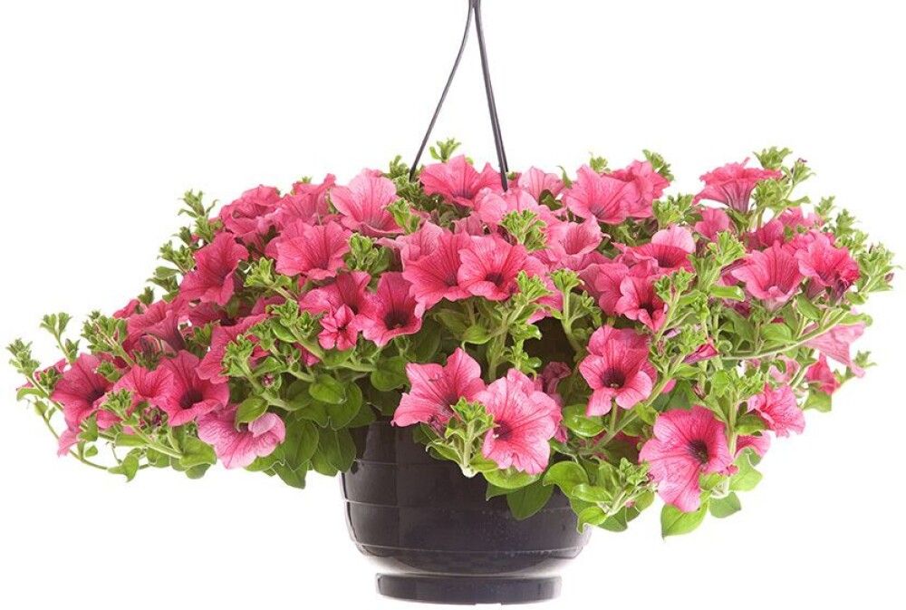 Kesäkukka amppeli P23