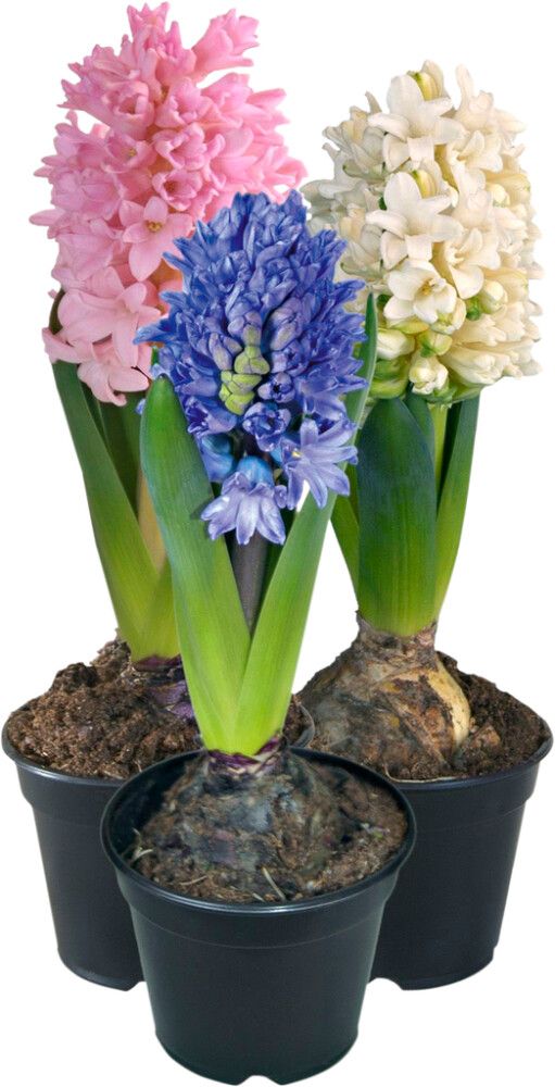 Hyasintti kotimainen