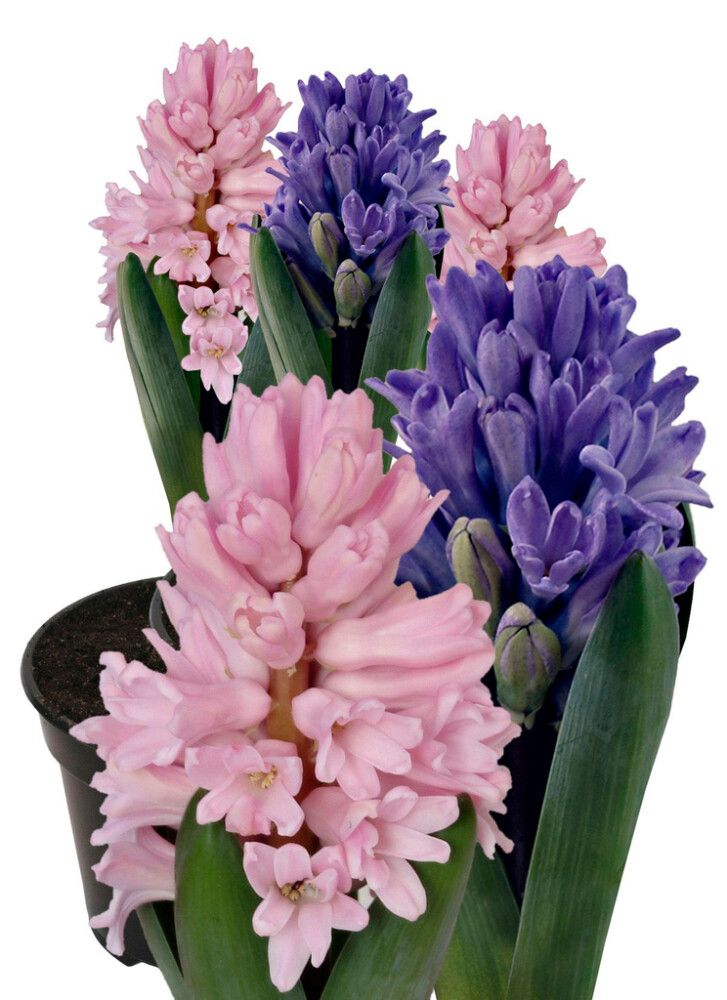 Hyasintti kotimainen