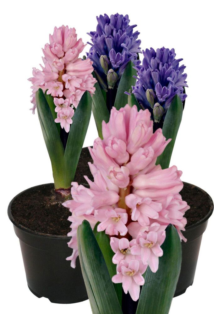 Hyasintti kotimainen