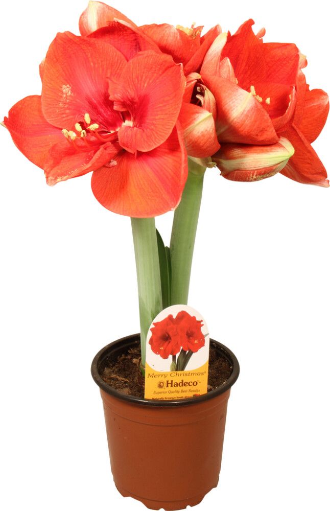 Amaryllis kotimainen 2-vanainen punainen