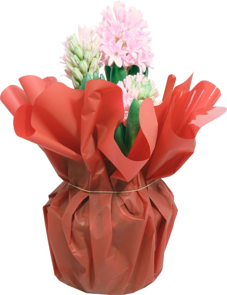 Hyasintti-istutus Kotimainen rondellassa P14