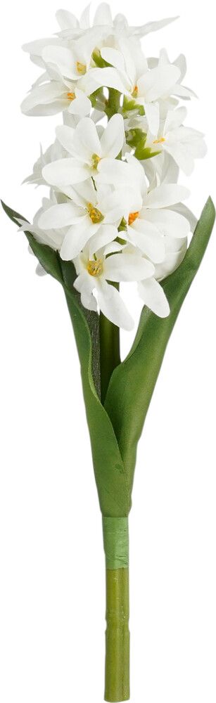 Silkkikasvi hyasintti valkoinen