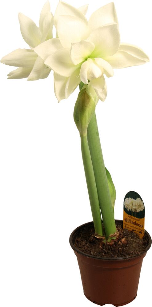 Amaryllis kotimainen 2-vanainen valkoinen