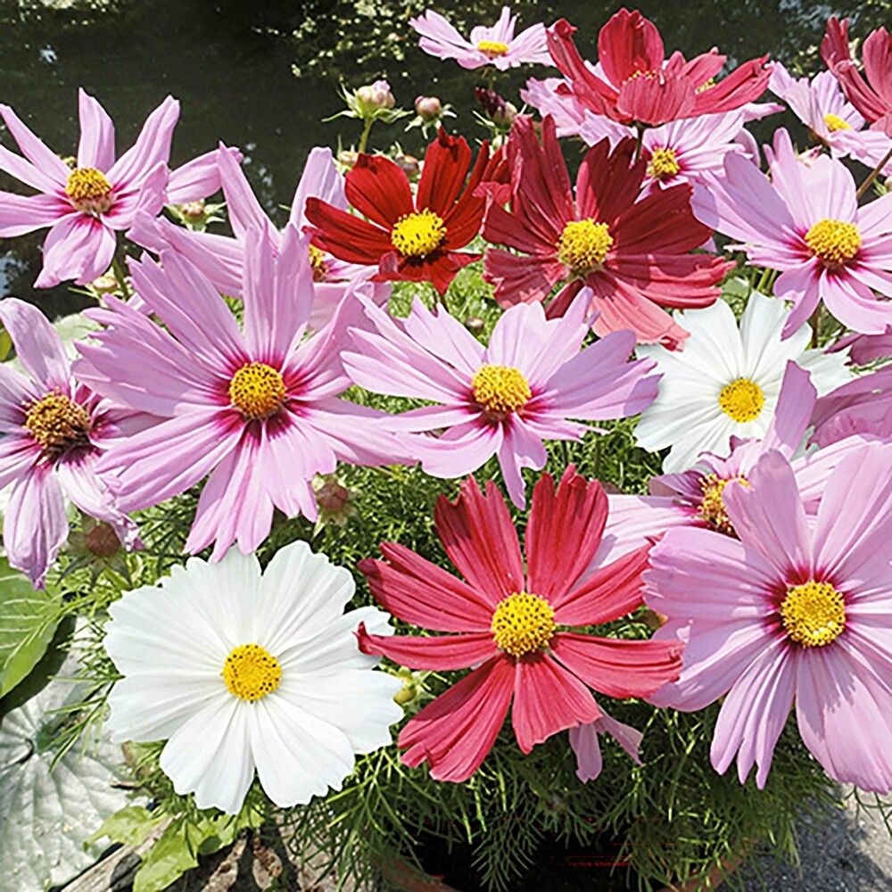 Kosmoskukka Ø 12 cm