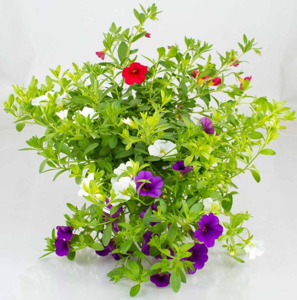 Miljoonakello Trixie Ø 12 cm