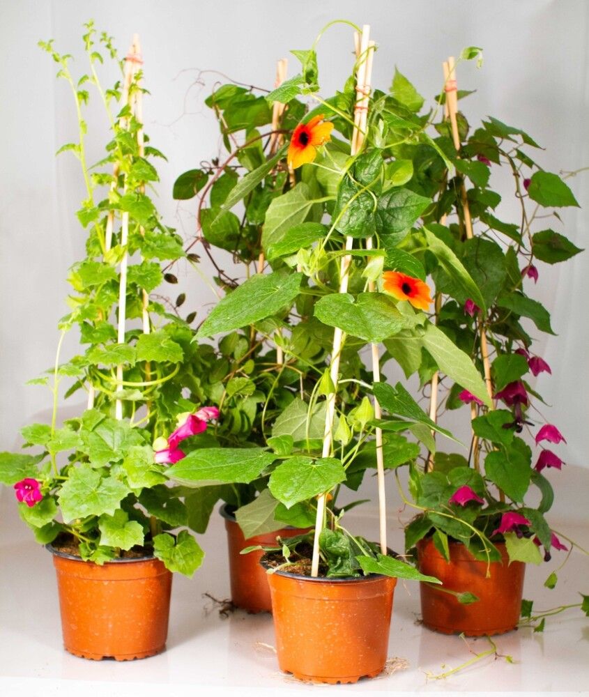 Köynnöskasvi Mix Kotimainen Ø 14 cm