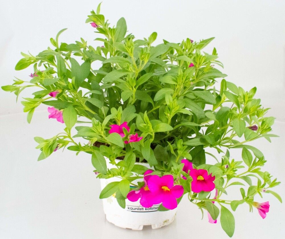 Miljoonakello värivalikoima Ø 12 cm