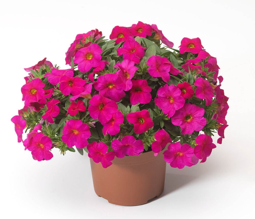 Miljoonakello värivalikoima Ø 12 cm