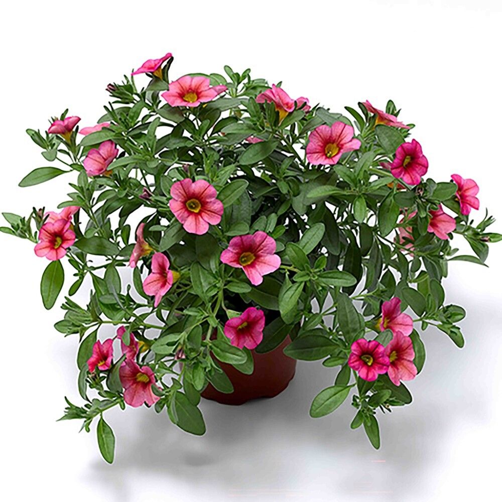 Miljoonakello värivalikoima Ø 12 cm