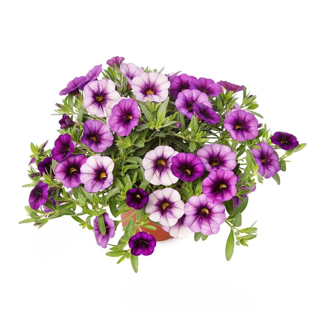 Miljoonakello värivalikoima Ø 12 cm