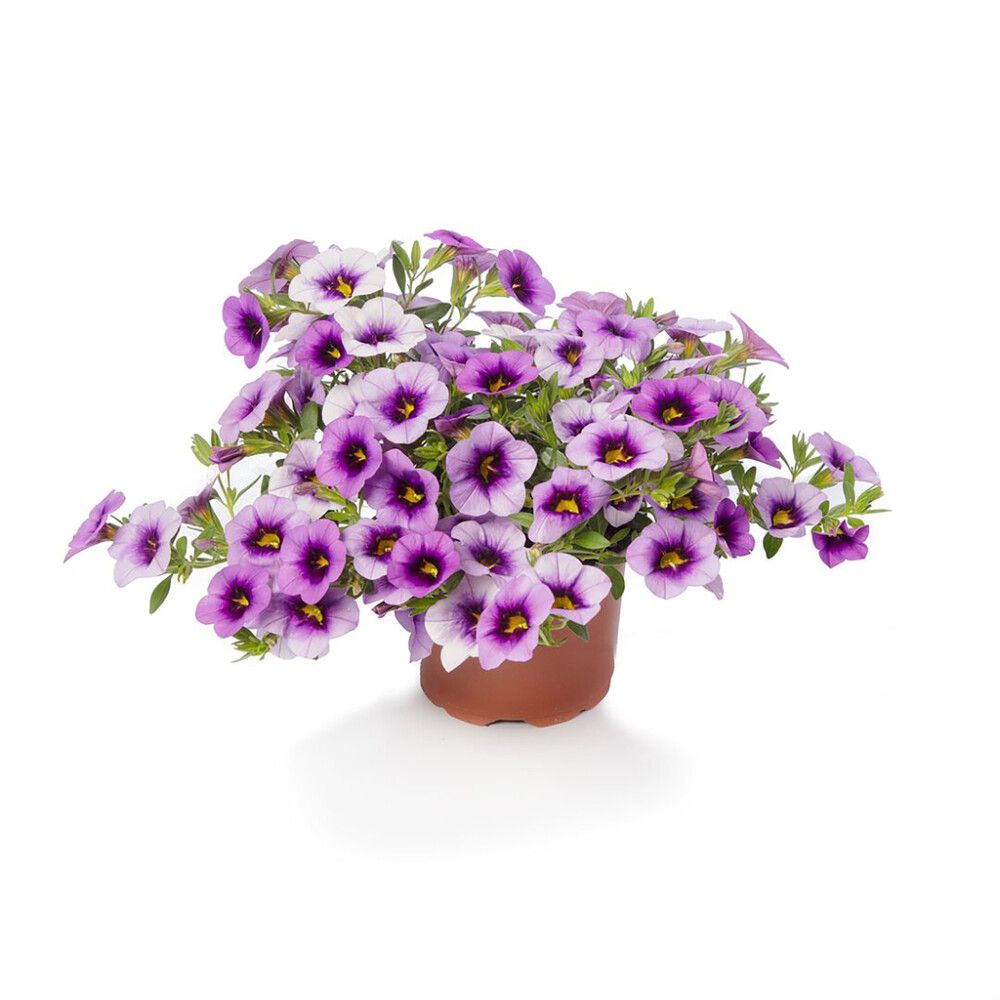 Miljoonakello värivalikoima Ø 12 cm