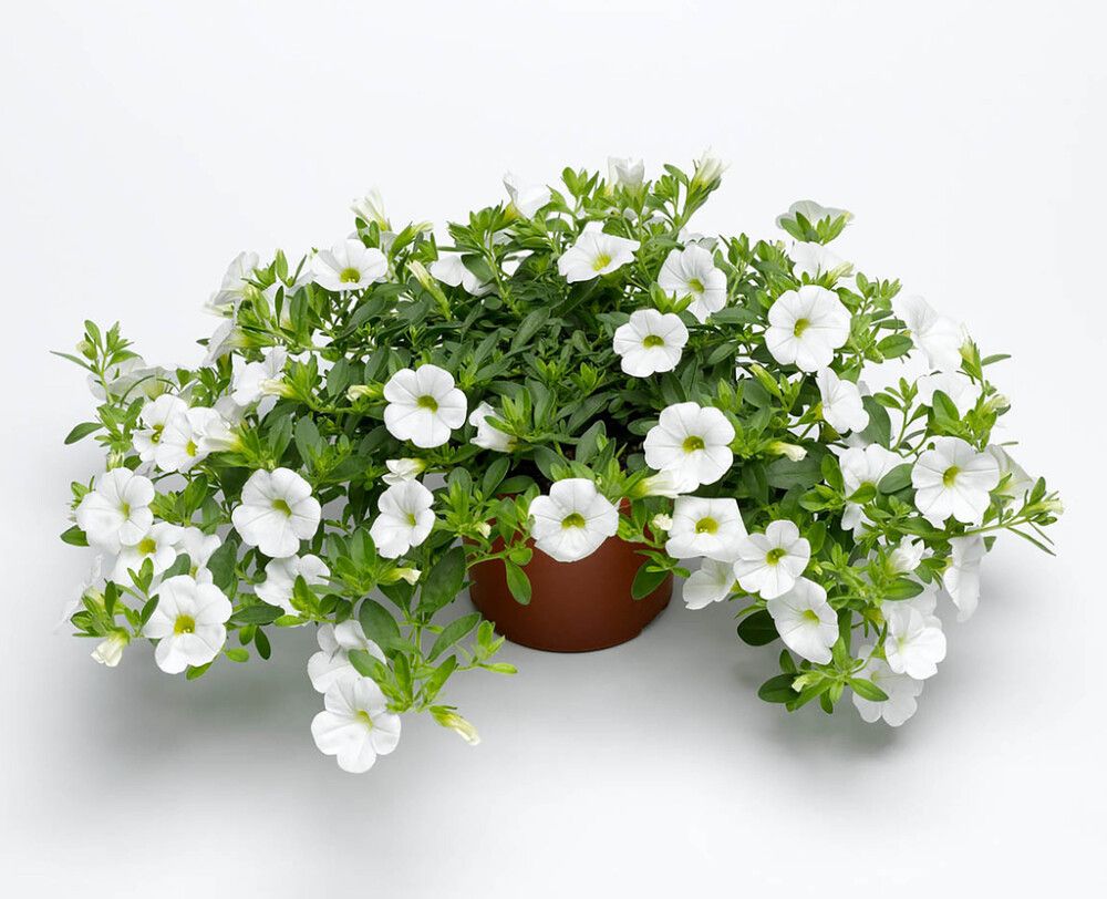 Miljoonakello värivalikoima Ø 12 cm