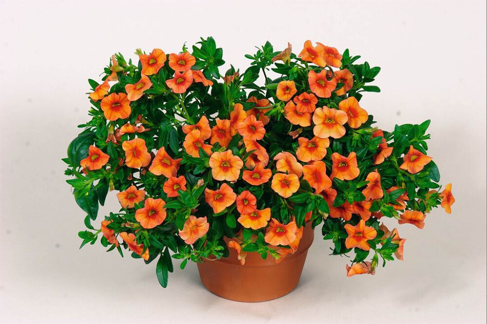 Miljoonakello värivalikoima Ø 12 cm