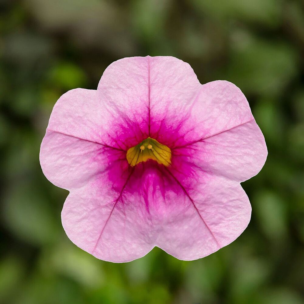 Miljoonakello värivalikoima Ø 12 cm