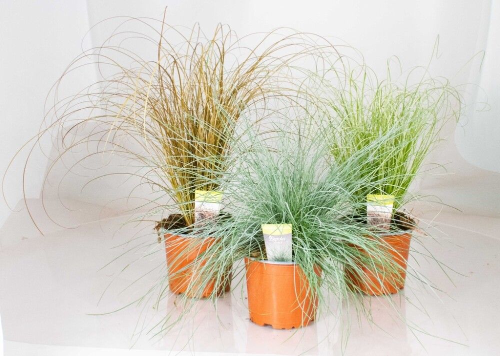 Heinä Mix valikoima erilaisia Ø 12 cm