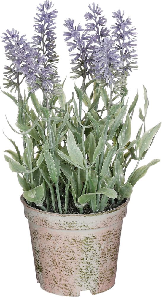 Silkkikasvi laventeli violetti 21,5 x 12 cm