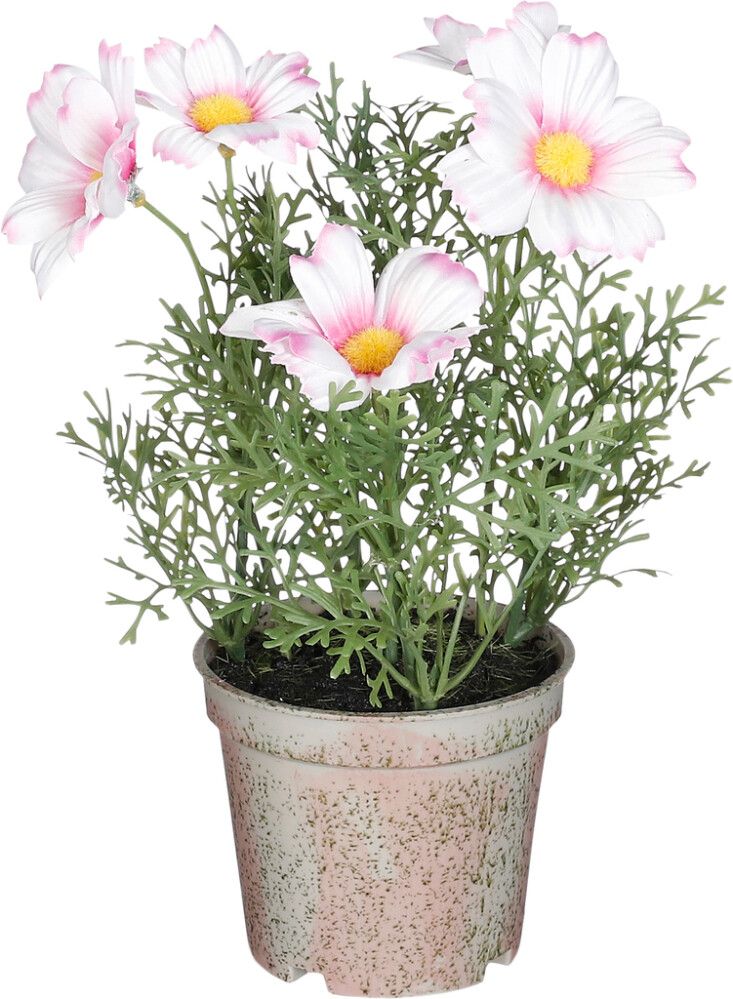 Silkkikasvi päivänkakkara pinkki 21,5 x 13 cm