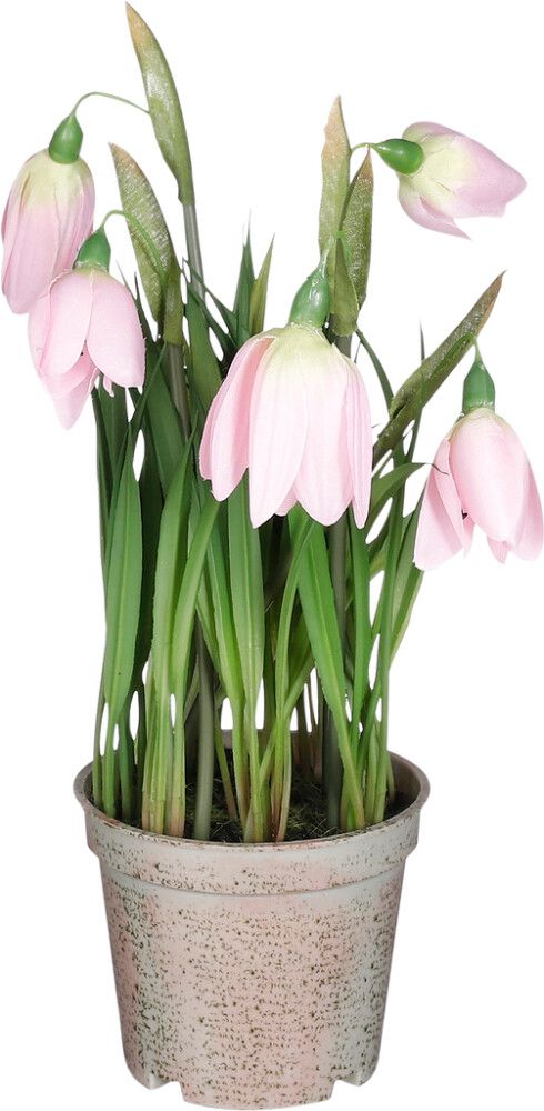 Silkkikasvi pikarililja pinkki 23 x 12 cm