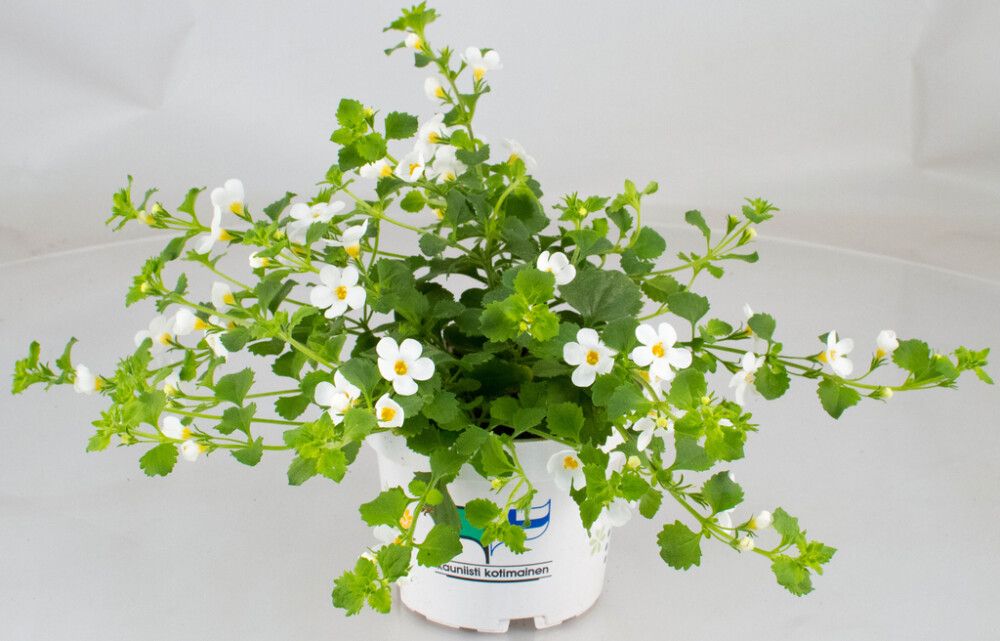 Lumihiutale värivalikoima Ø 12 cm