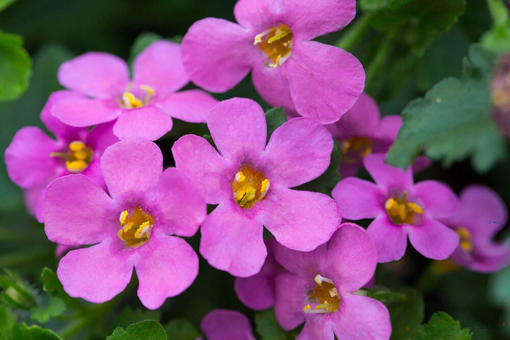 Lumihiutale värivalikoima Ø 12 cm