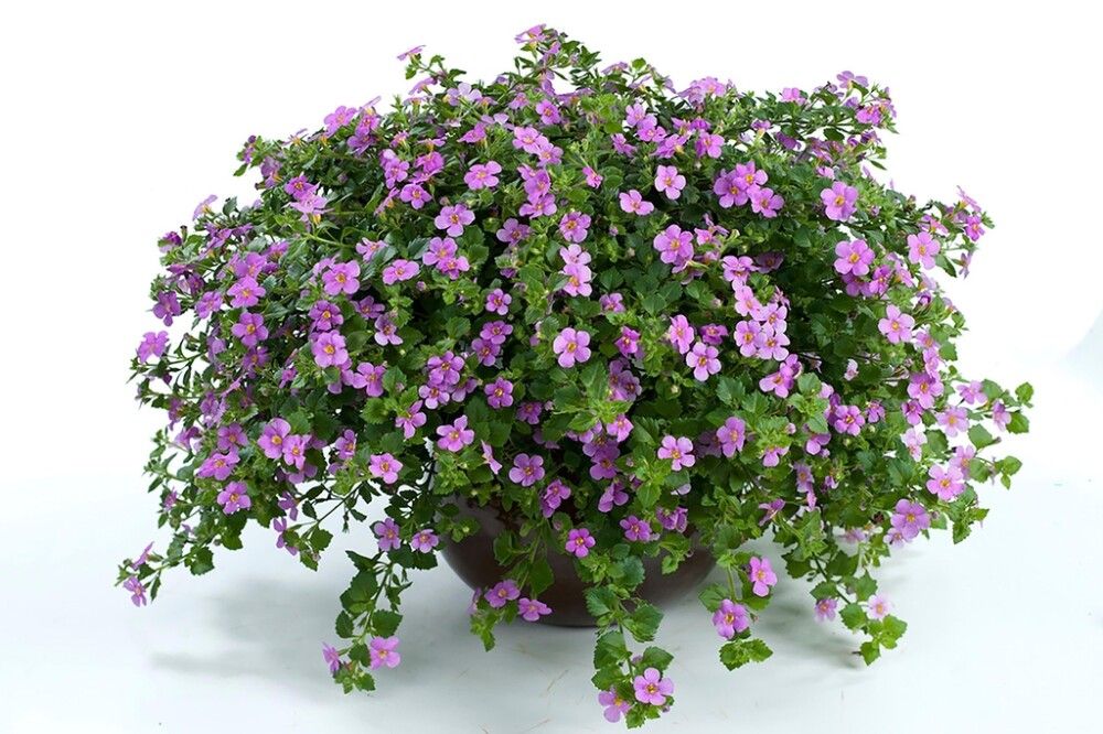 Lumihiutale värivalikoima Ø 12 cm