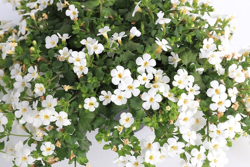 Lumihiutale värivalikoima Ø 12 cm