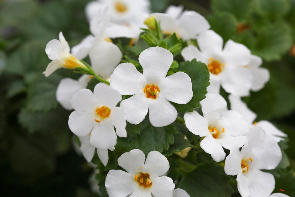 Lumihiutale värivalikoima Ø 12 cm