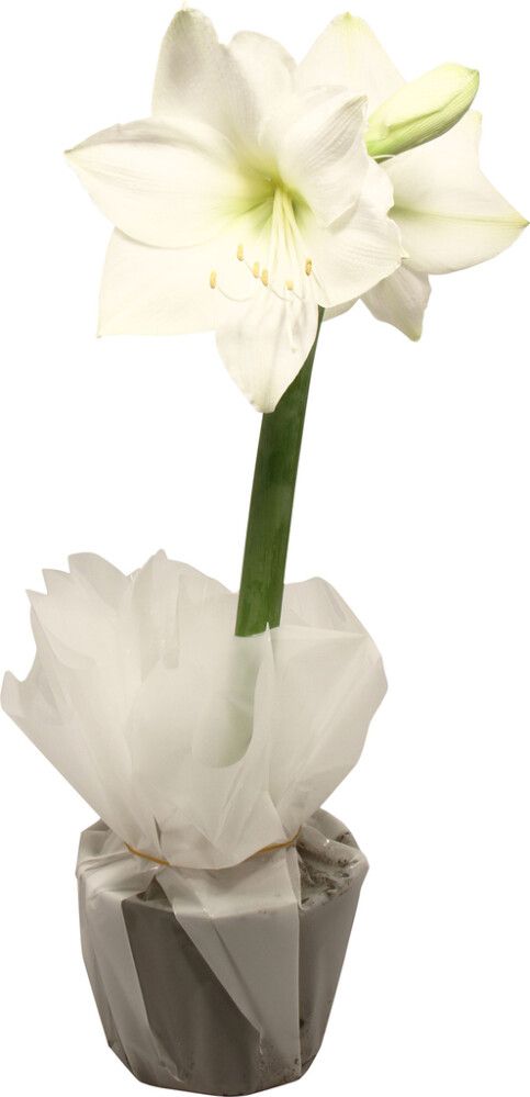 Amaryllis Kotimainen rondellassa 2 vanaa valkoinen