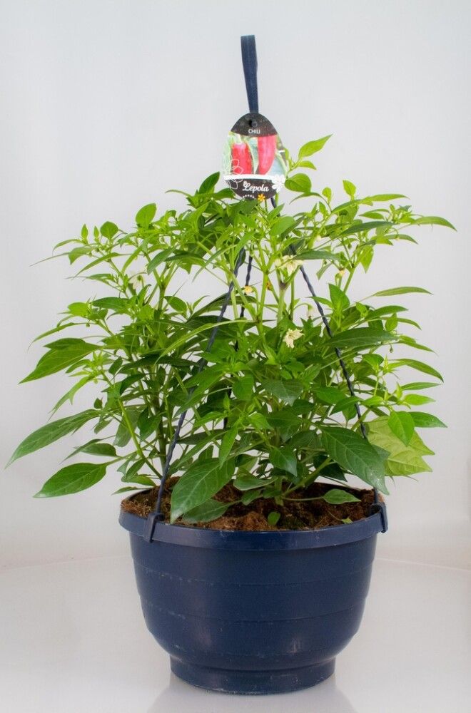 Chiliamppeli Ø 23 cm