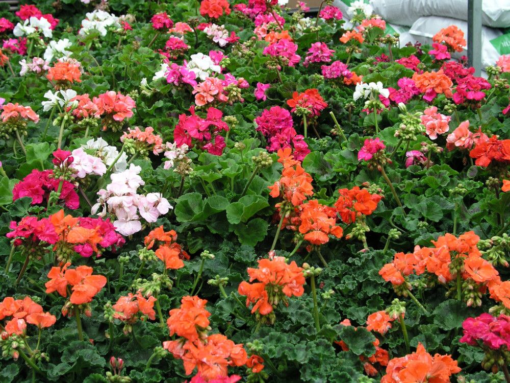 Patiokasvimix Kotimainen P19