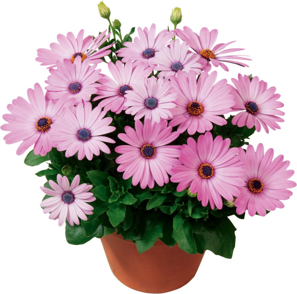 Patiokasvimix Kotimainen P19