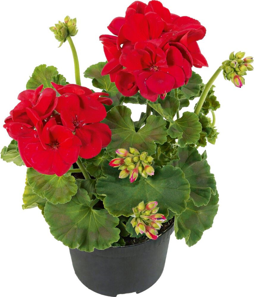 Patiokasvimix Kotimainen P19