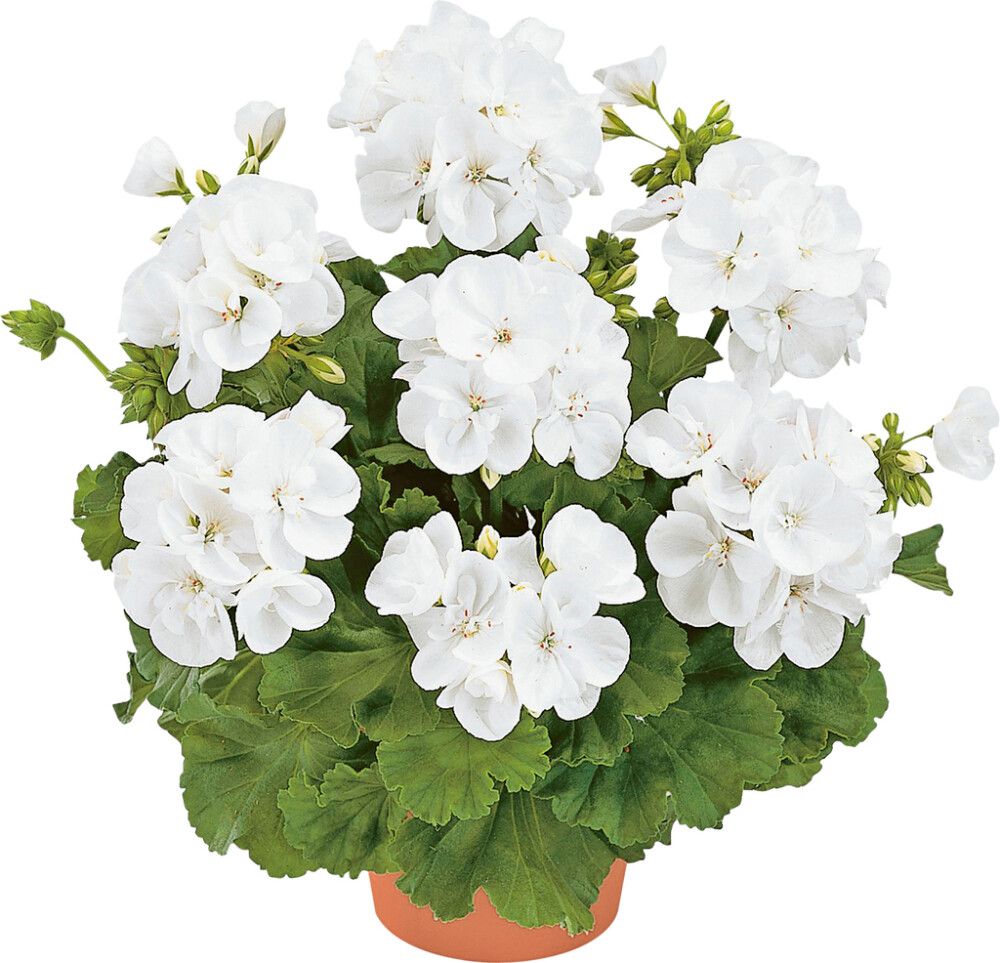 Patiokasvimix Kotimainen P19