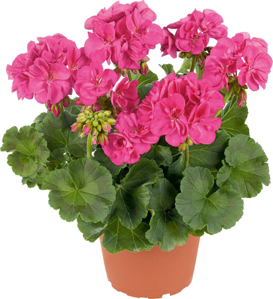 Patiokasvimix Kotimainen P19