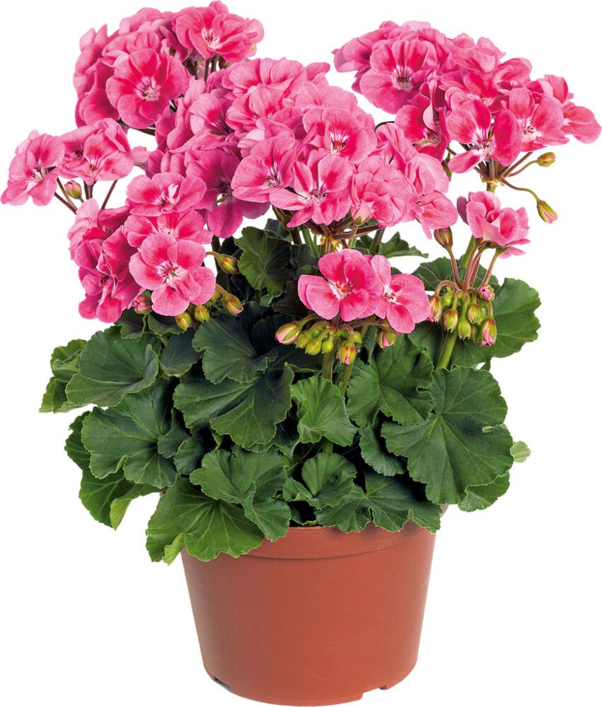 Patiokasvimix Kotimainen P19