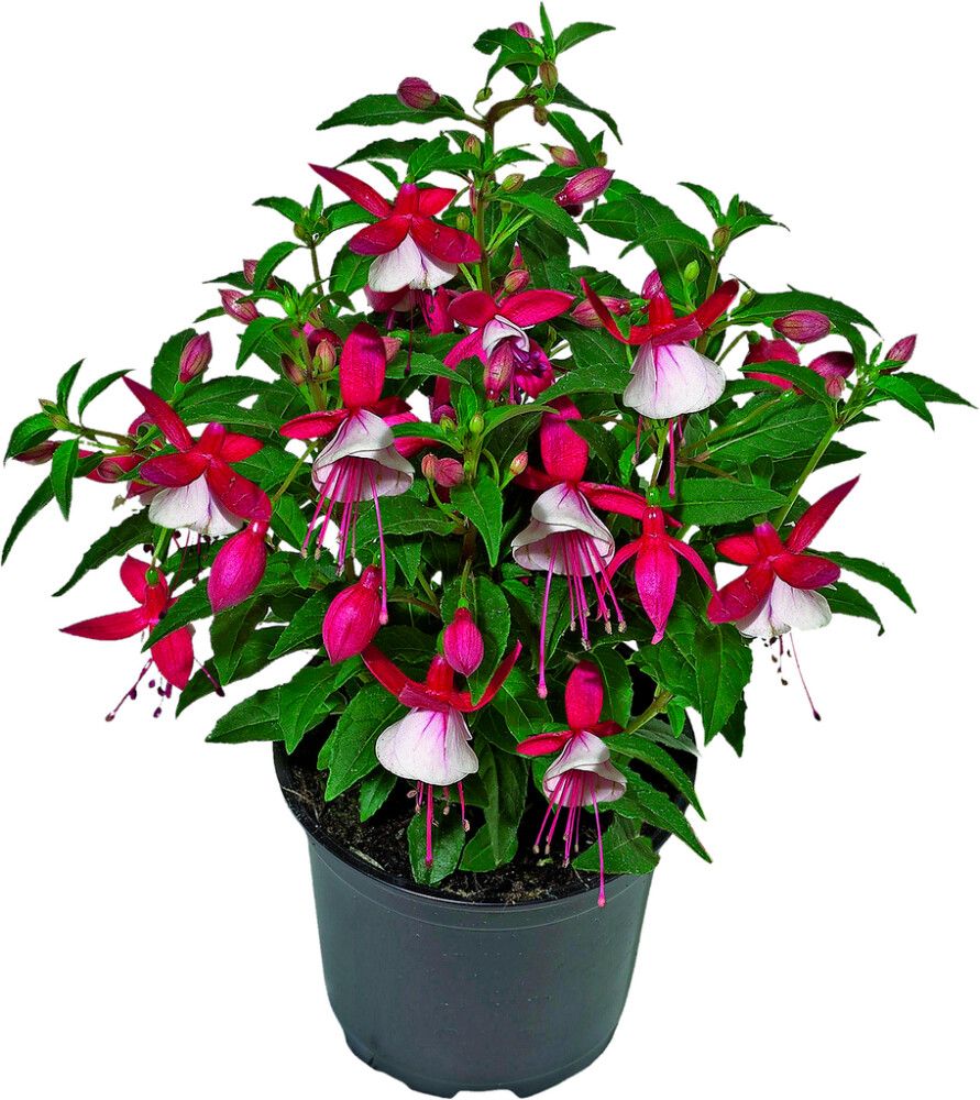 Patiokasvimix Kotimainen P19