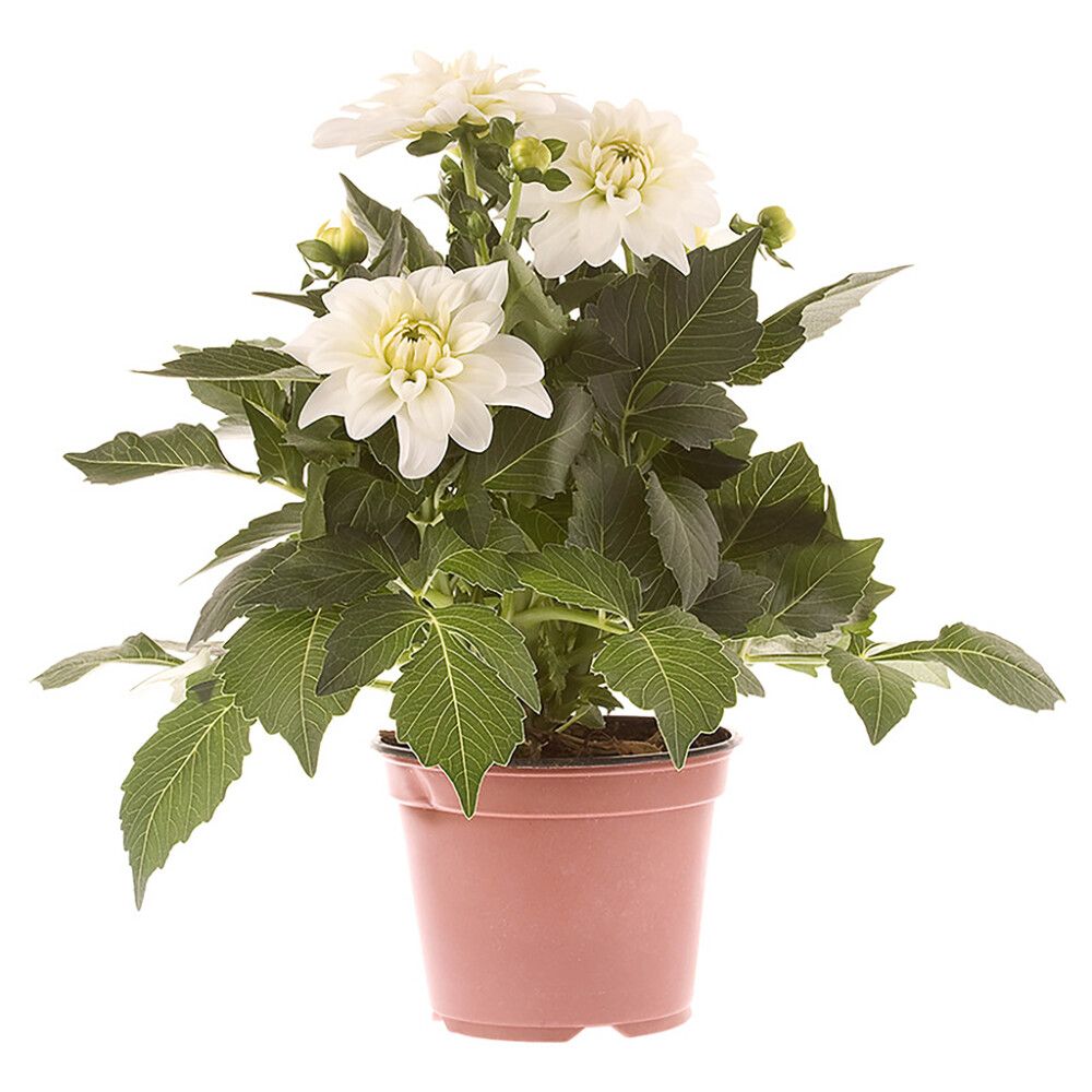 Daalia Kotimainen Ø 14 cm