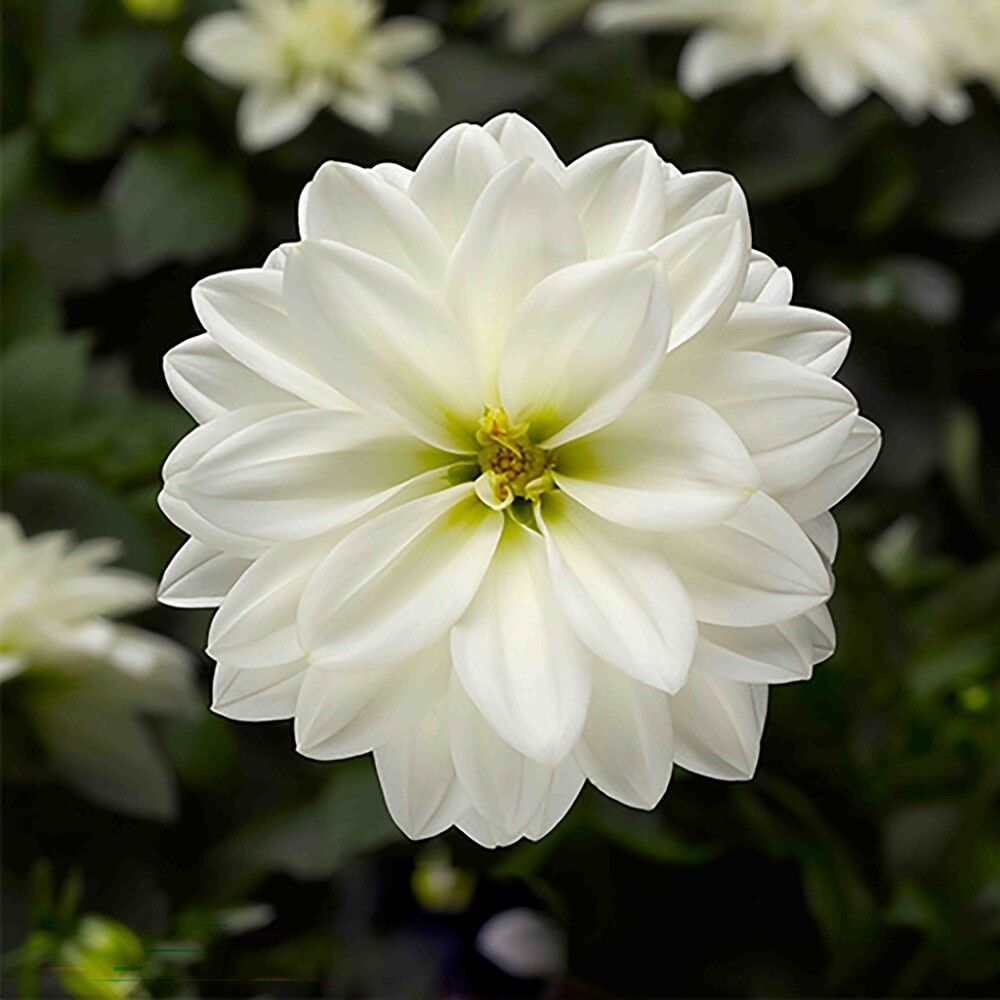 Daalia Kotimainen Ø 14 cm