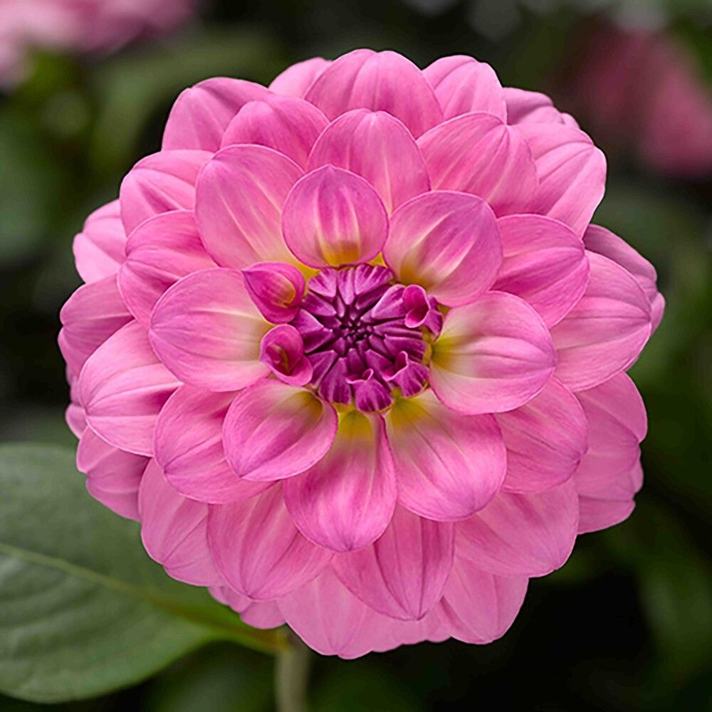 Daalia Kotimainen Ø 14 cm