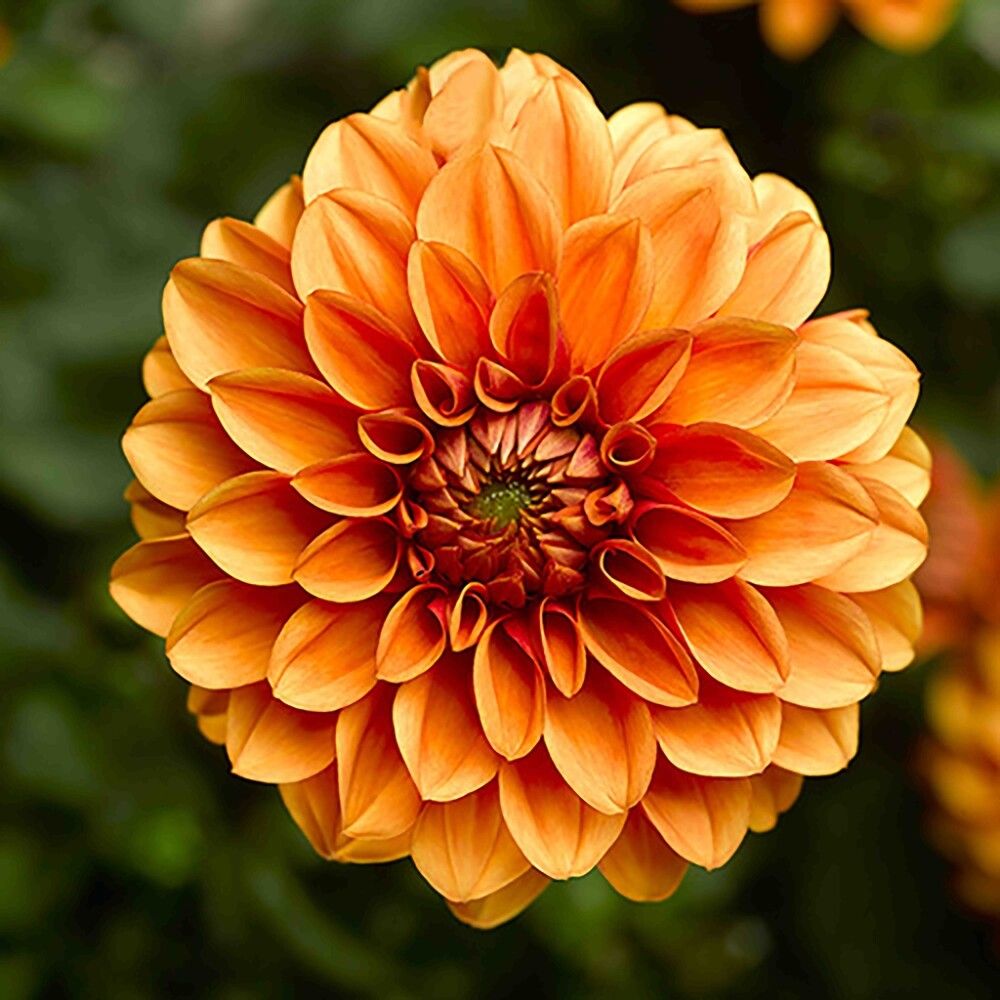 Daalia Kotimainen Ø 14 cm