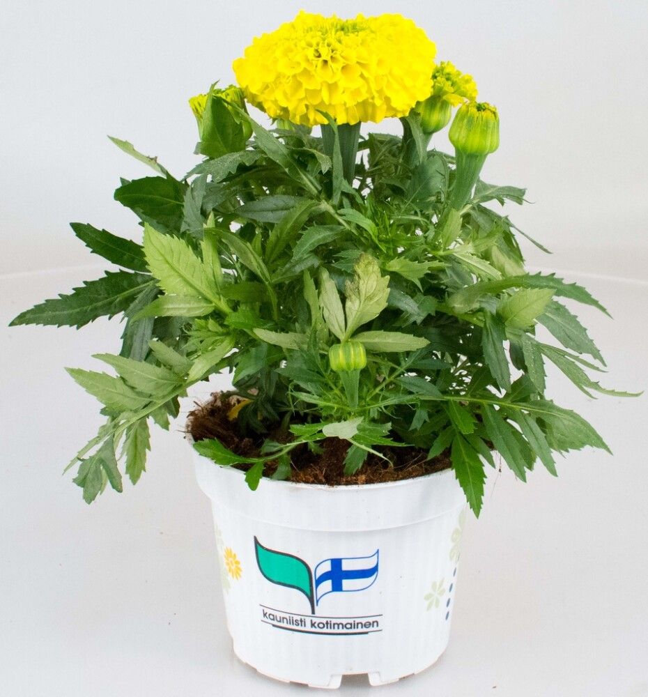 Isosamettikukka Kotimainen Ø 12 cm