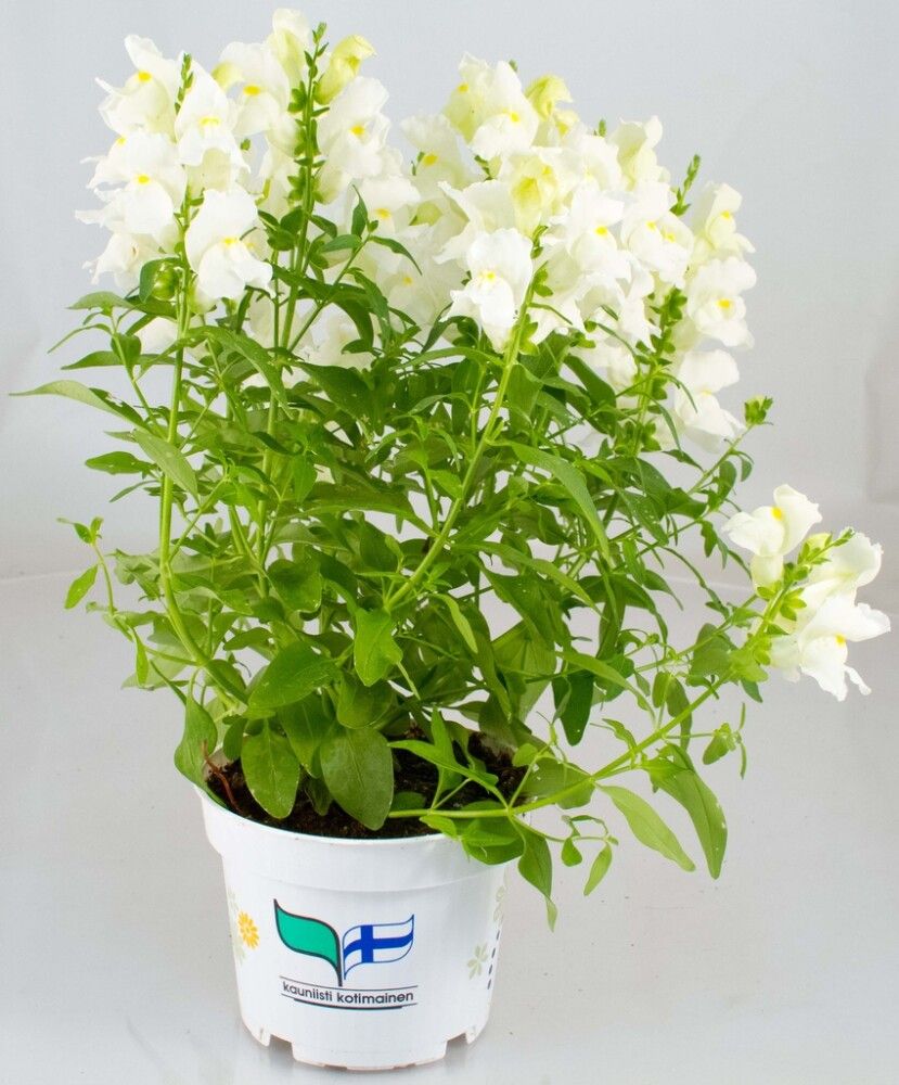 Leijonankita Ø 12 cm