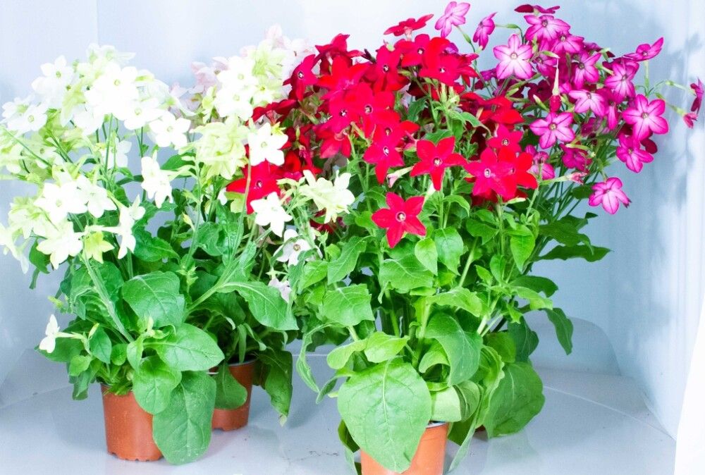 Koristetupakka Ø 12 cm