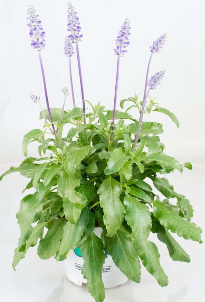 Härmesalvia Ø 12 cm