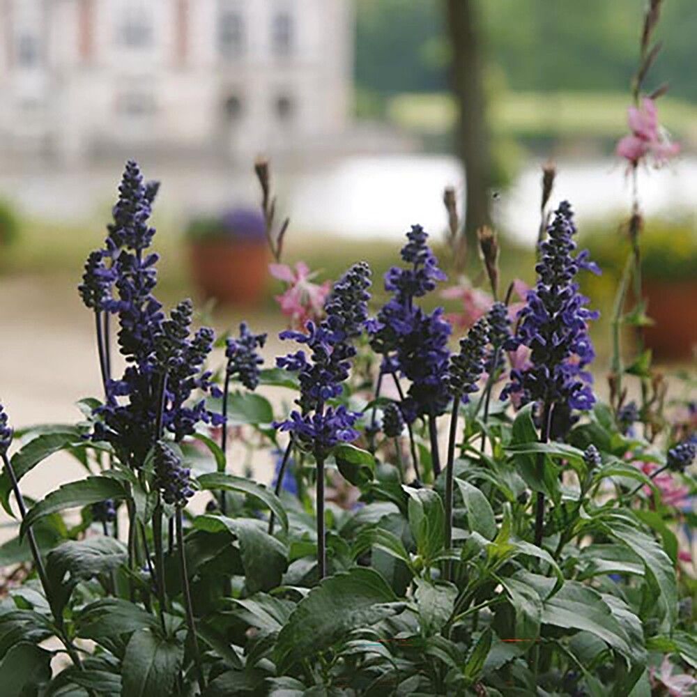 Härmesalvia Ø 12 cm