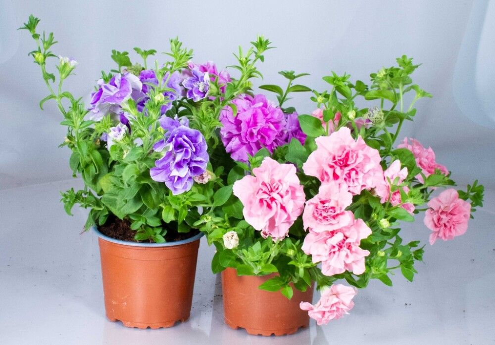 Surfina Kerrottu Mix Ø 11 cm